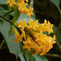 Cestrum aurantiacum Lindl.